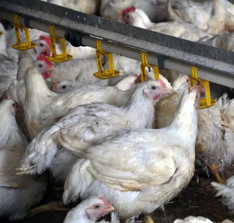 Лінії напування